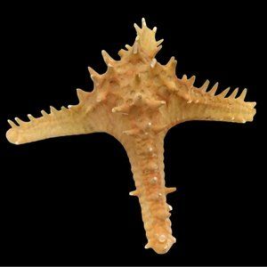 Rare Horned Sea Star Four Arm Oddity Protoreaster Nodosus Specimen Starfish
